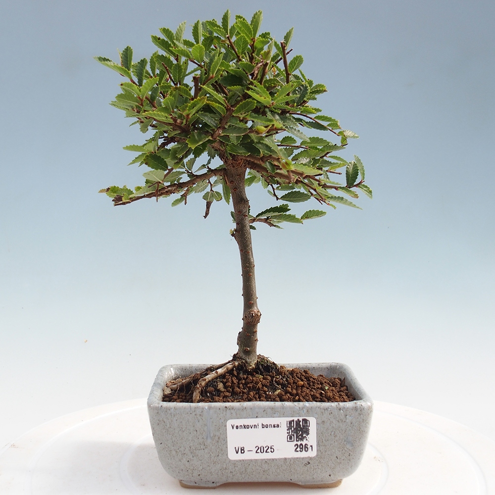 Bonsai voor buiten - Ulmus parvifolia Sagei - Kleinbladige iep