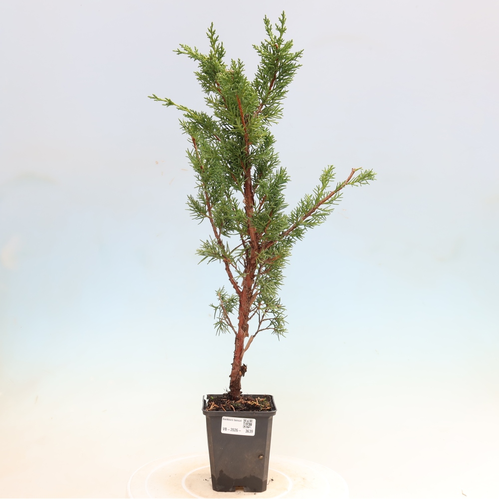 Bonsai voor buiten - Juniperus chinensis Kishu