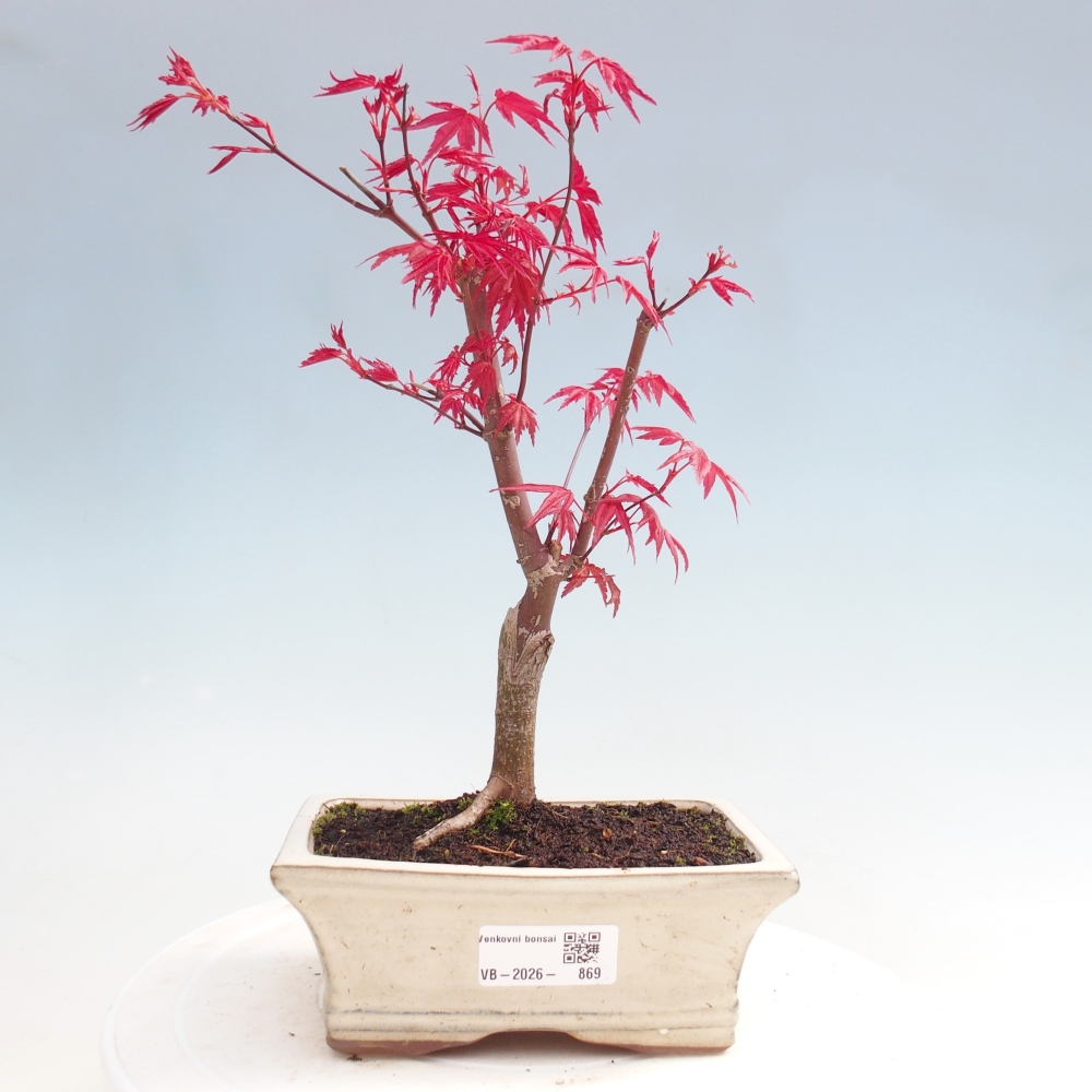 Bonsai voor buiten - Acer palmatum DESHOJO