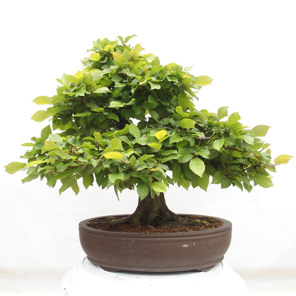 Bonsai voor buiten - Haagbeuk - Carpinus betulus