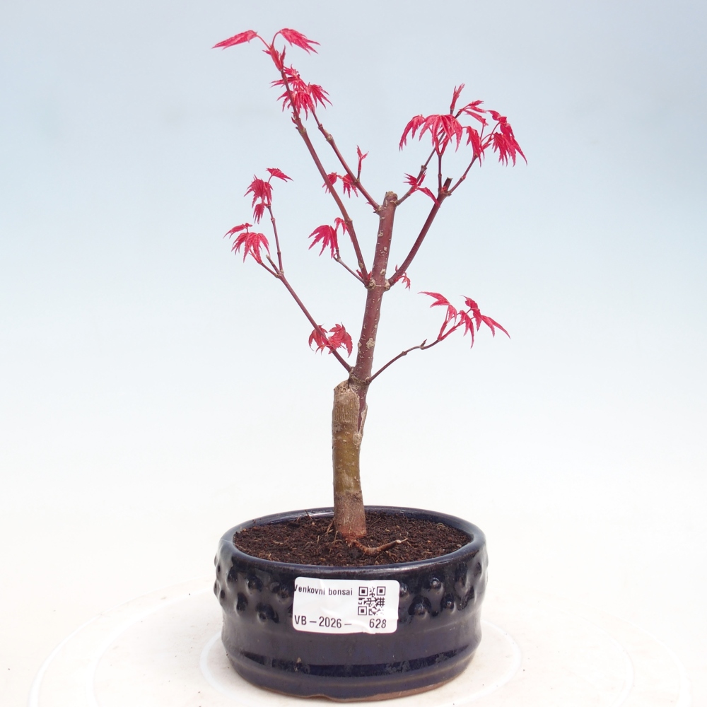 Bonsai voor buiten - Acer palmatum DESHOJO