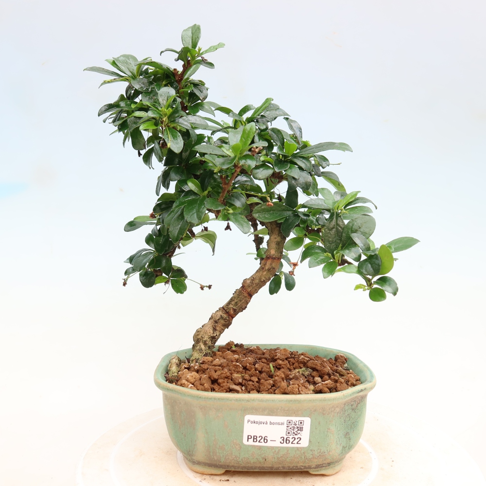 Kamerbonsai - Carmona macrophylla - Thee fuki