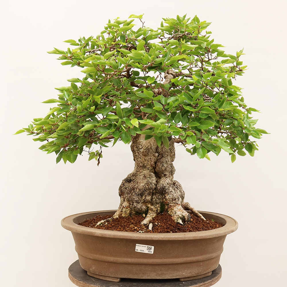 Bonsai voor buiten -Carpinus Coreana - Koreaanse haagbeuk