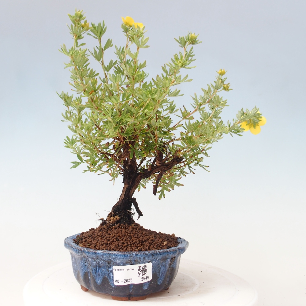 Bonsai voor buiten - Potentila fruticosa gele vogel