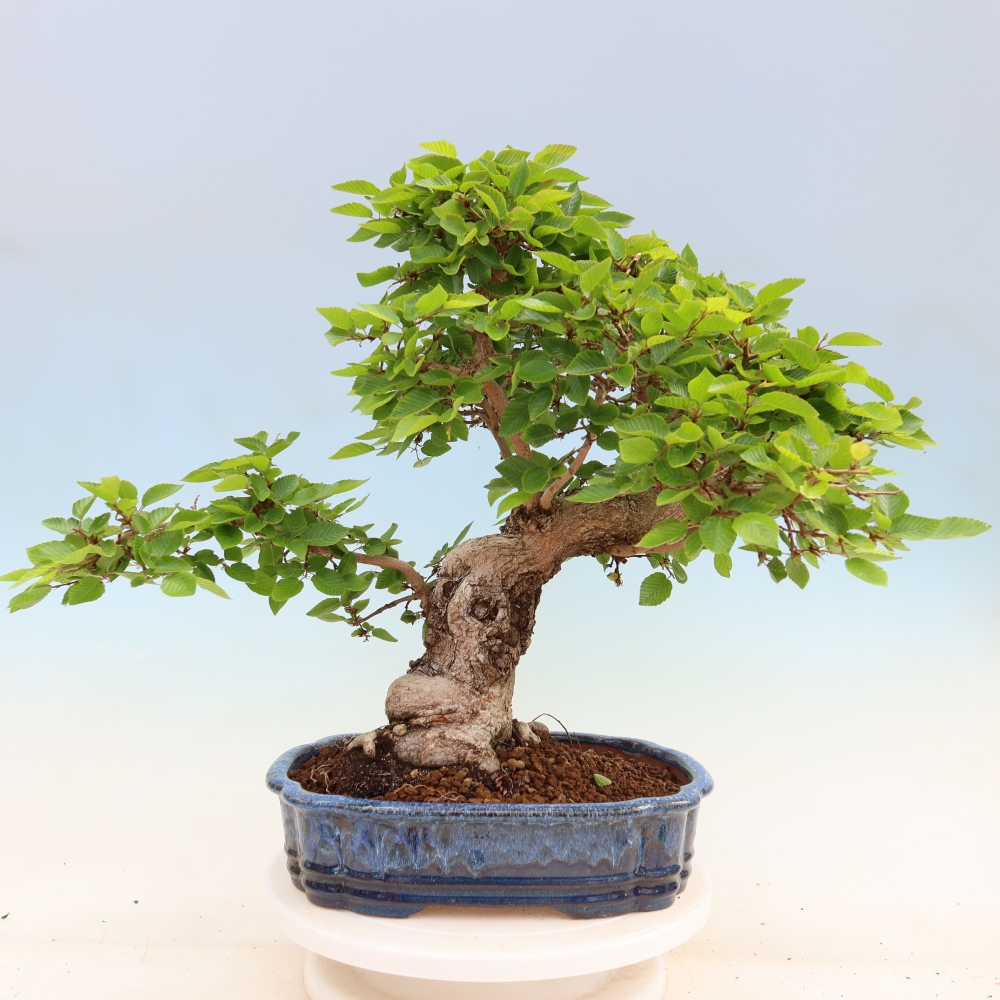 Bonsai voor buiten -Carpinus Coreana - Koreaanse haagbeuk