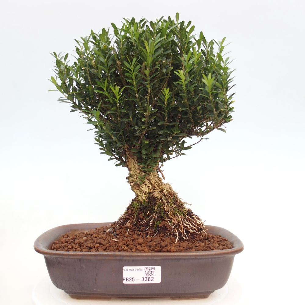 Kamerbonsai - Buxus harlandii - kurk buxus