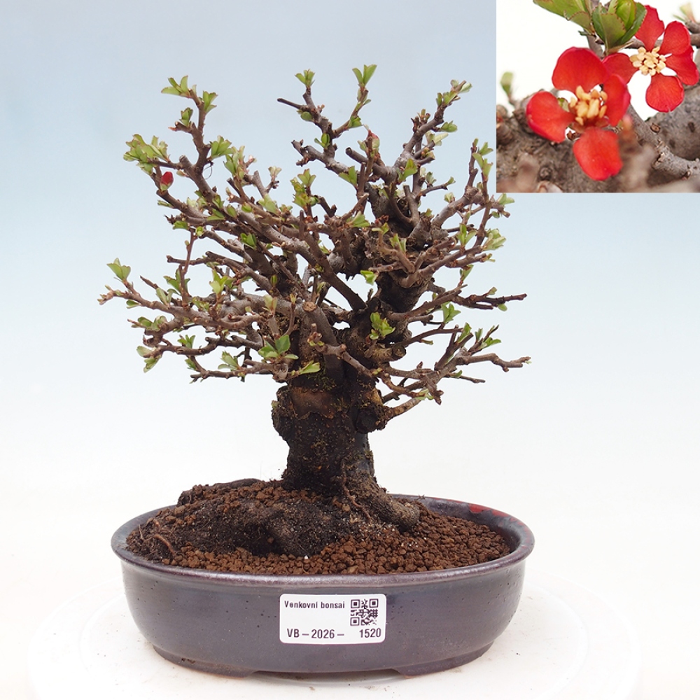 Bonsai voor buiten - Chaneomeles speciosa - Kweepeer