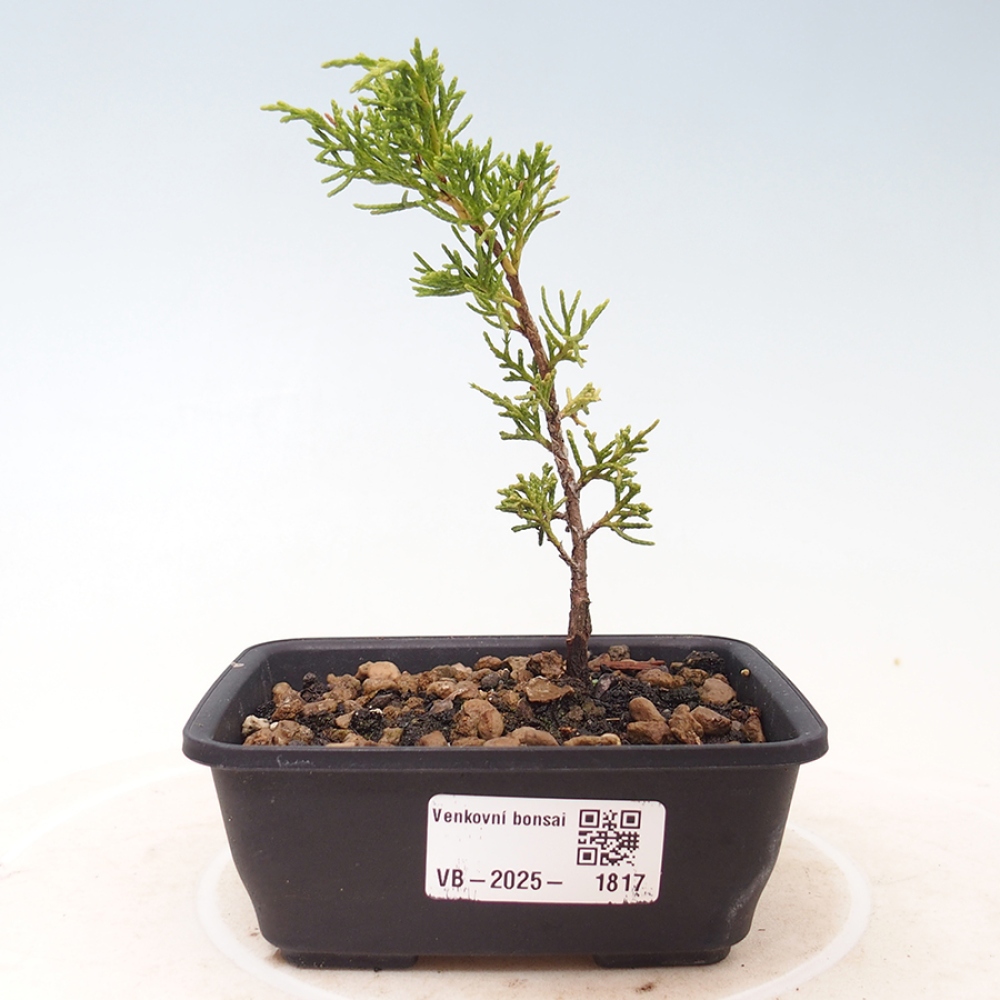 Bonsai voor buiten - Juniperus chinensis Itoigawa