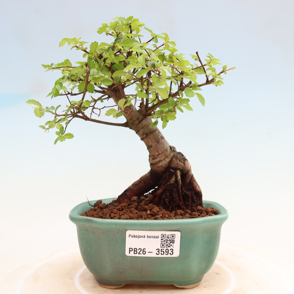 Kamerbonsai - Ulmus parvifolia - Winteriep
