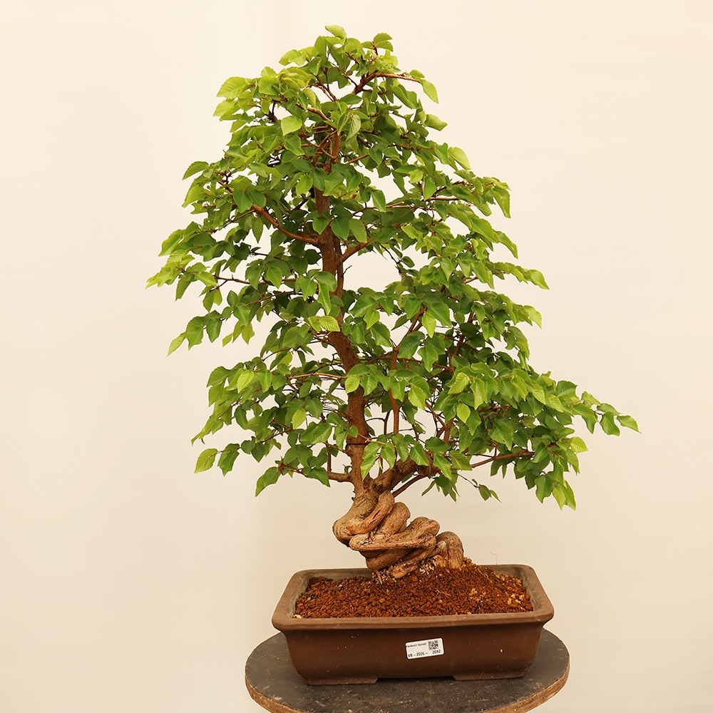 Bonsai voor buiten -Carpinus Coreana - Koreaanse haagbeuk
