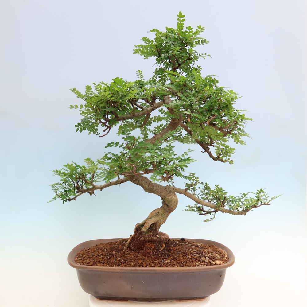 Kamerbonsai - Zantoxylum piperitum - peperboom