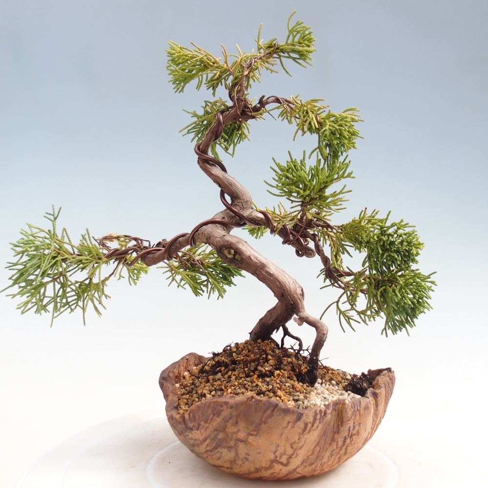 Bonsai voor buiten - Juniperus chinensis Kishu