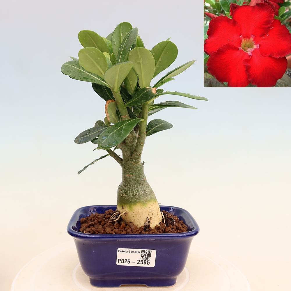 Kamerbonsai - Adenium obesum Red Star - Woestijnroos