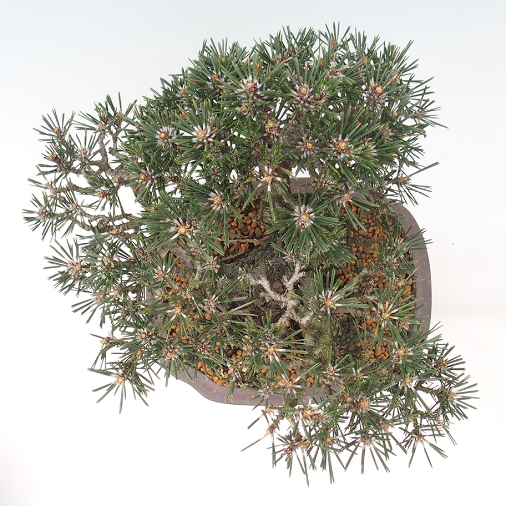 Bonsai voor buiten - Pinus thunbergii Kotobuki - Thunberg den