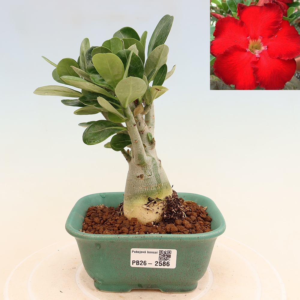 Kamerbonsai - Adenium obesum Red Star - Woestijnroos