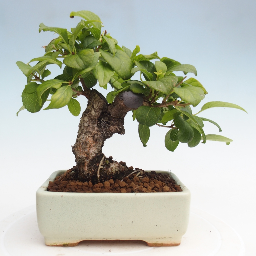 Bonsai voor buiten - Celastrus orbiculatus