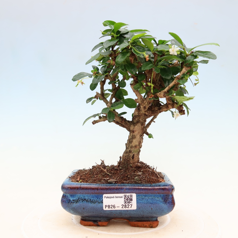 Kamerbonsai - Carmona macrophylla - Thee fuki