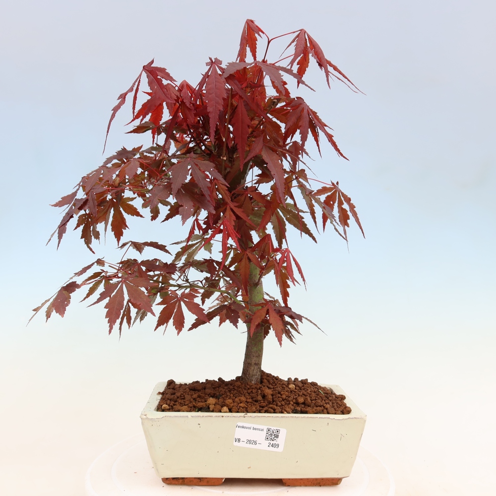 Bonsai voor buiten - Acer palm. Atropurpureum-Javorpalm