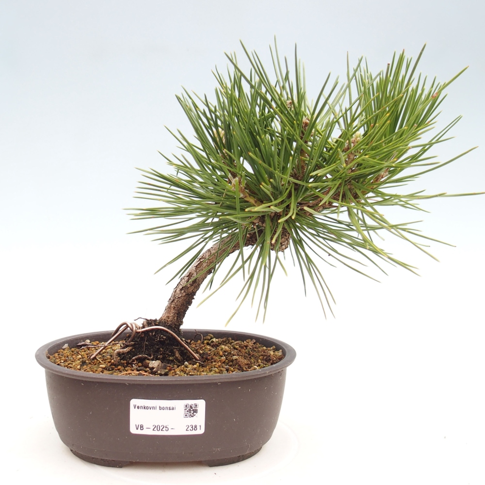 Bonsai voor buiten - Pinus thunbergii - Thunberg den