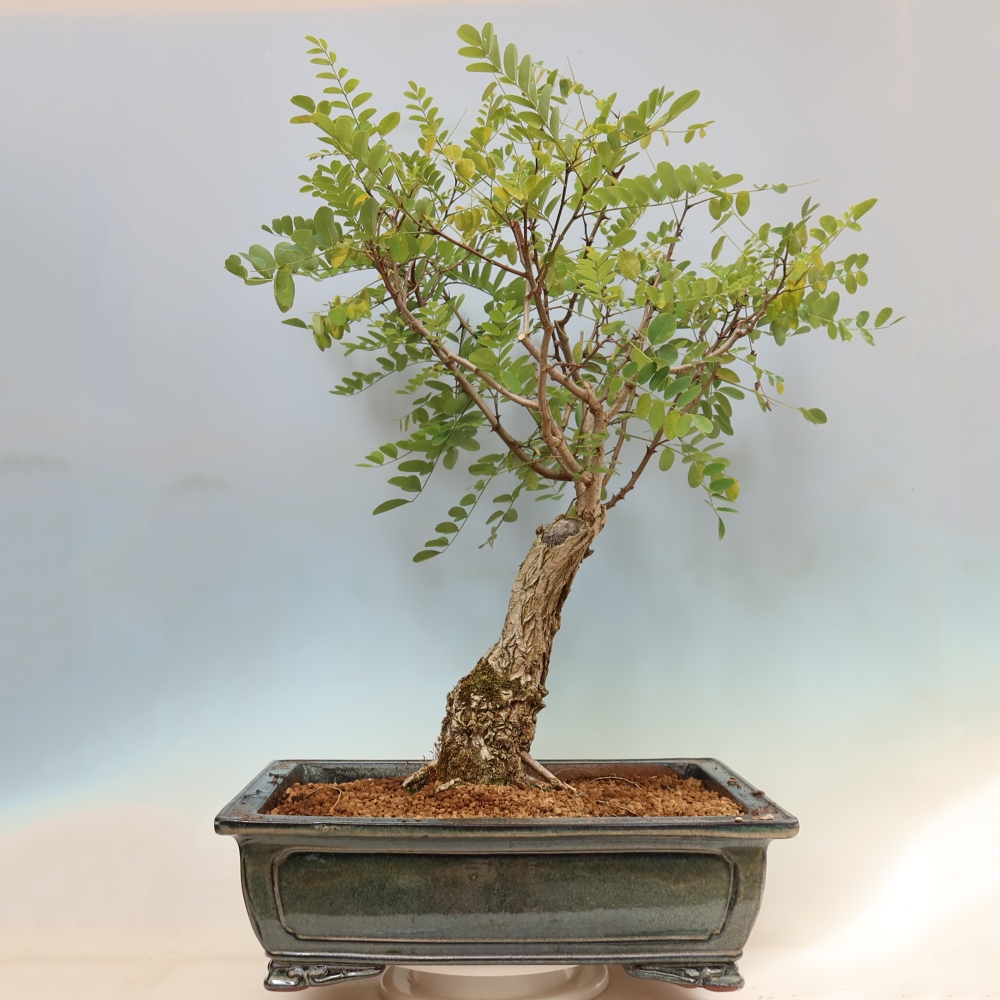 Bonsai voor buiten - Doornacacia - Robinia pseudoacacia