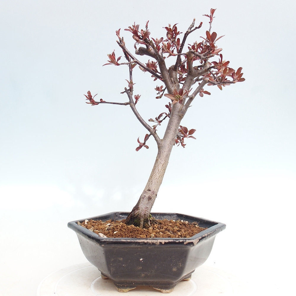 Bonsai voor buiten -Malus domestica - Roodbladige appelboom met kleine vruchten