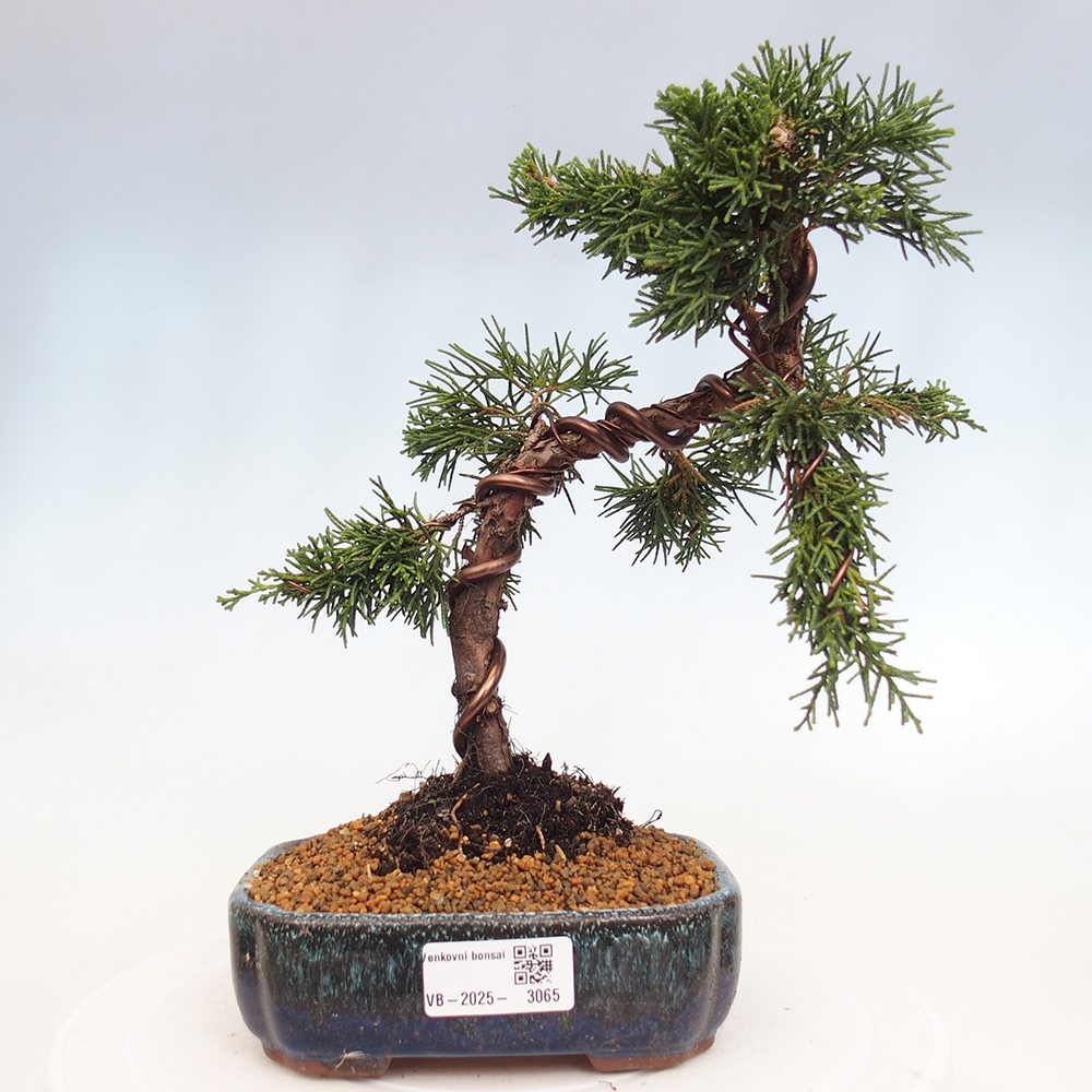 Bonsai voor buiten - Juniperus chinensis Kishu