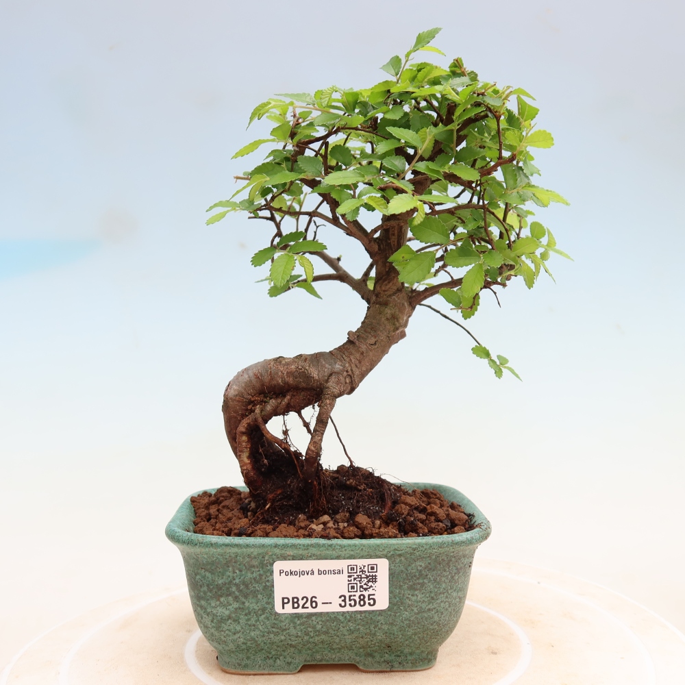 Kamerbonsai - Ulmus parvifolia - Winteriep