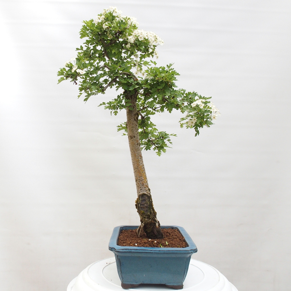 Bonsai voor buiten - Meidoorn - Crataegus monogyna