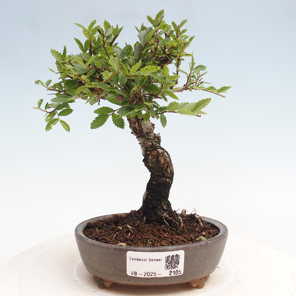 Bonsai voor buiten - Zelkova - Zelkova NIRE