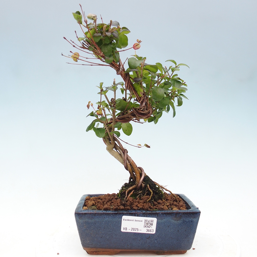 Bonsai voor buiten - Ligustrum vulgare - Vogelsnavel