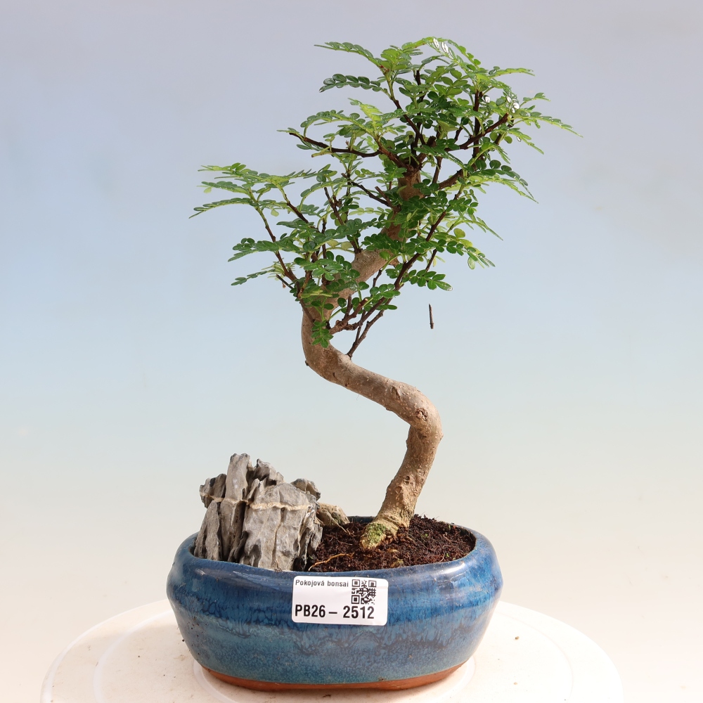 Kamerbonsai - Zantoxylum piperitum - peperboom