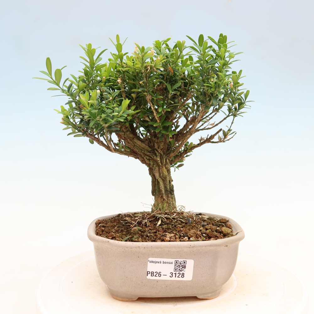 Kamerbonsai - Buxus harlandii - kurk buxus