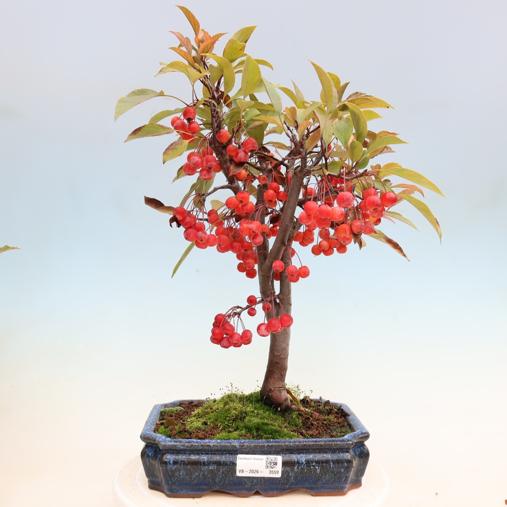 Bonsai voor buiten -Malus domestica - Roodbladige appelboom met kleine vruchten