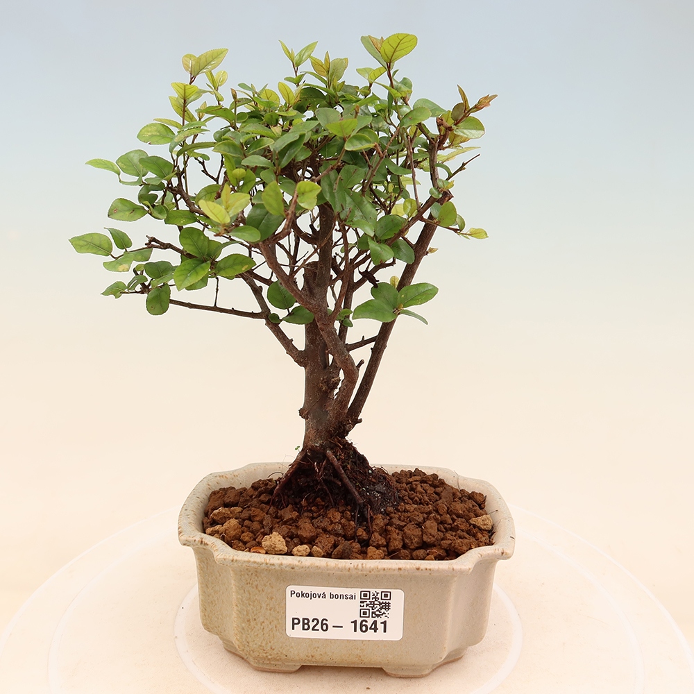 Kamerbonsai - Sageretia thea - Sageretia thea