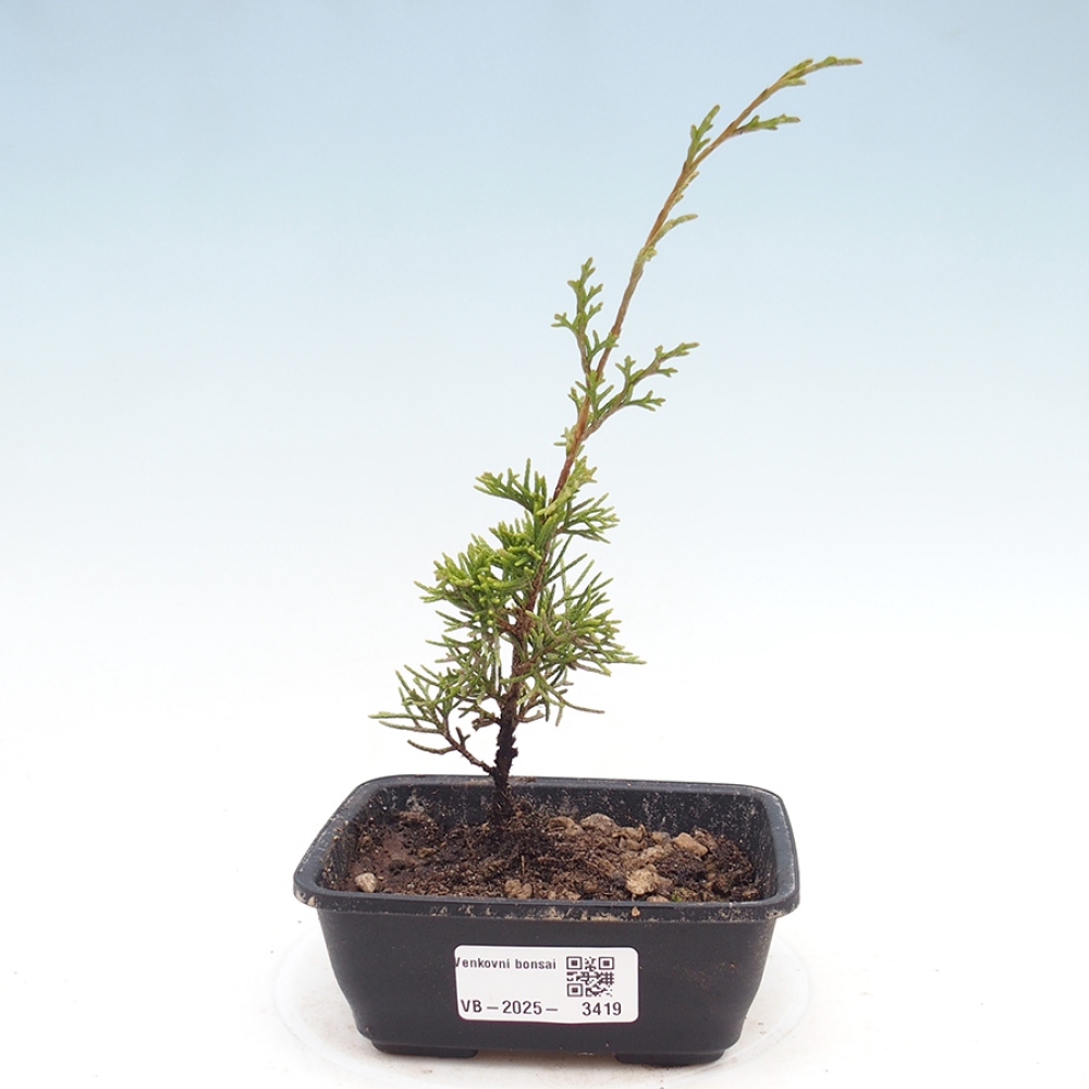 Bonsai voor buiten - Juniperus chinensis Itoigawa