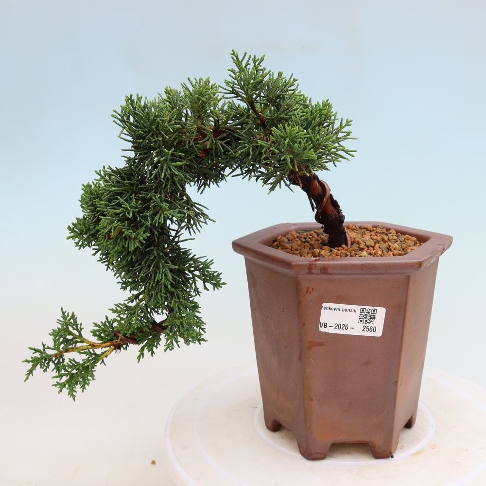 Bonsai voor buiten - Juniperus chinensis Kishu