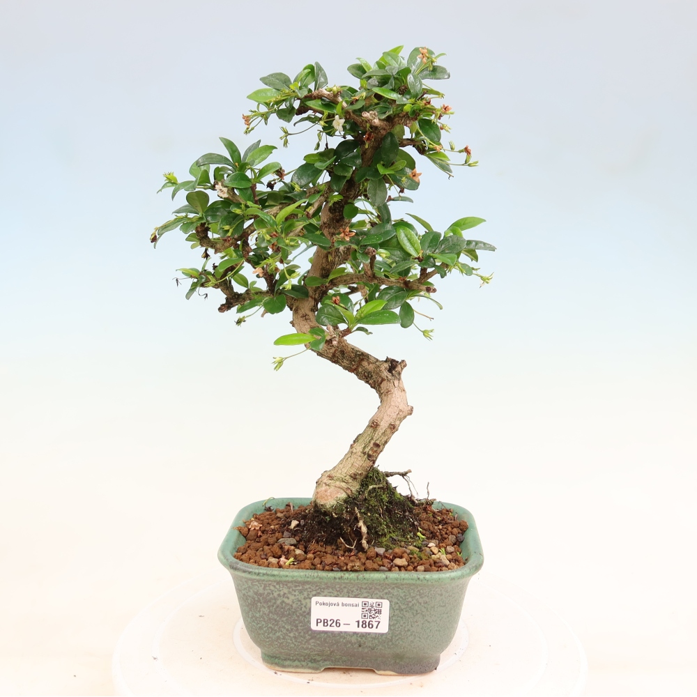 Kamerbonsai - Carmona macrophylla - Thee fuki