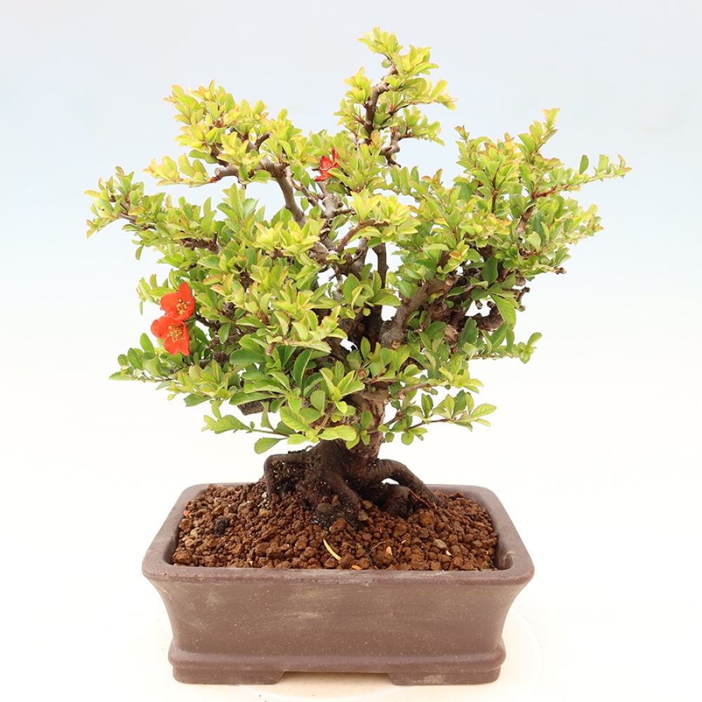 Bonsai voor buiten - Chaneomeles speciosa Chojubai