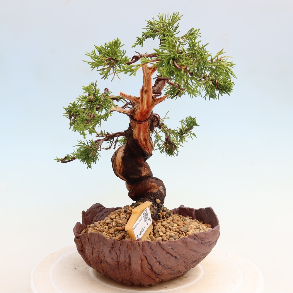 Bonsai voor buiten - Juniperus chinensis Itoigawa-Juniperus chinensis