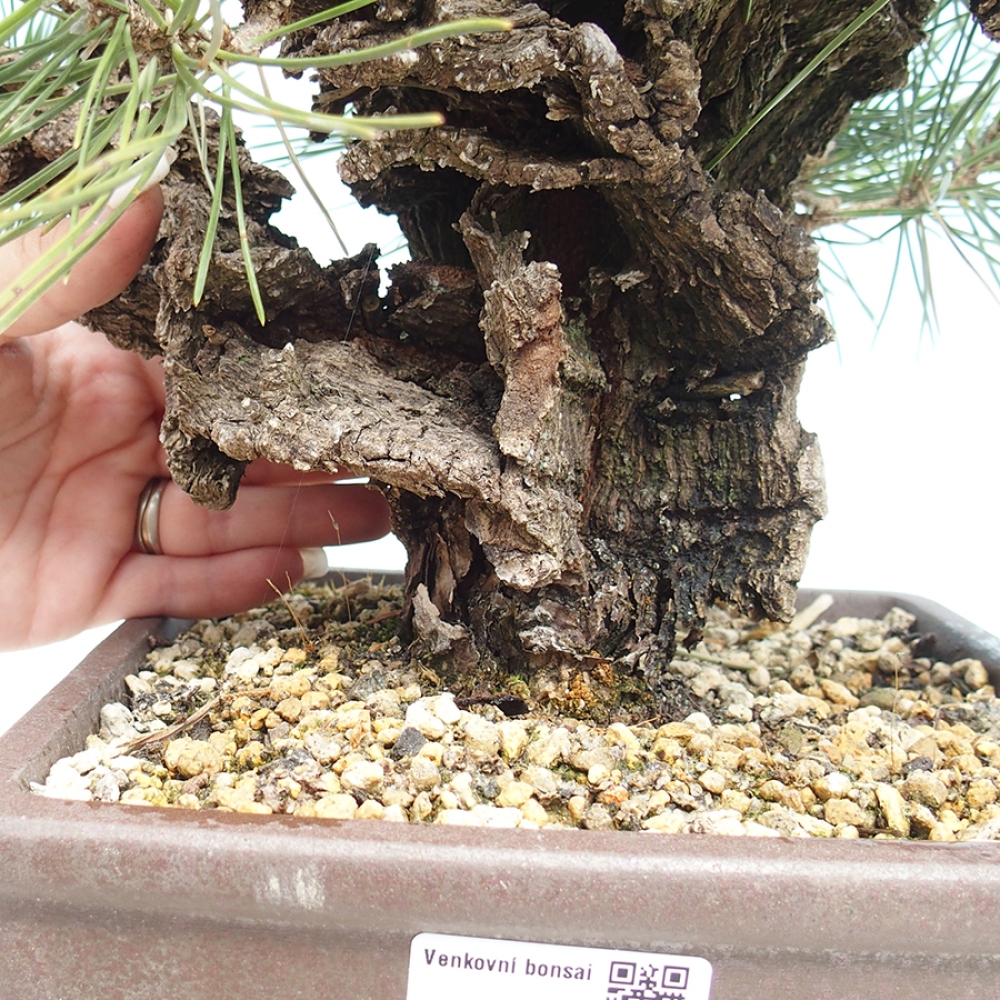 Bonsai voor buiten - Pinus thunbergii - Thunberg den
