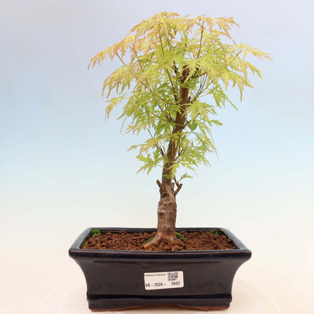 Bonsai voor buiten - Acer palmatum Dissectum