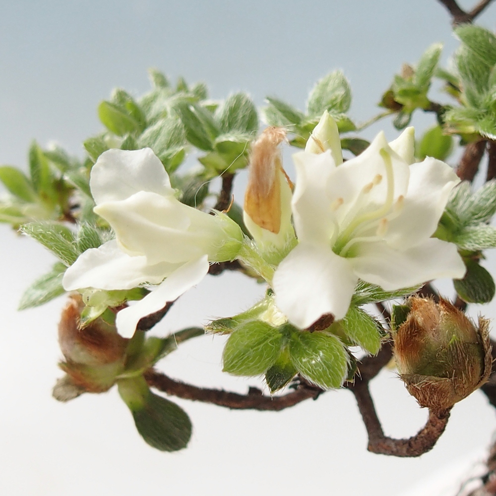 Bonsai voor buiten - Rhododendron indicum - Japanse azalea
