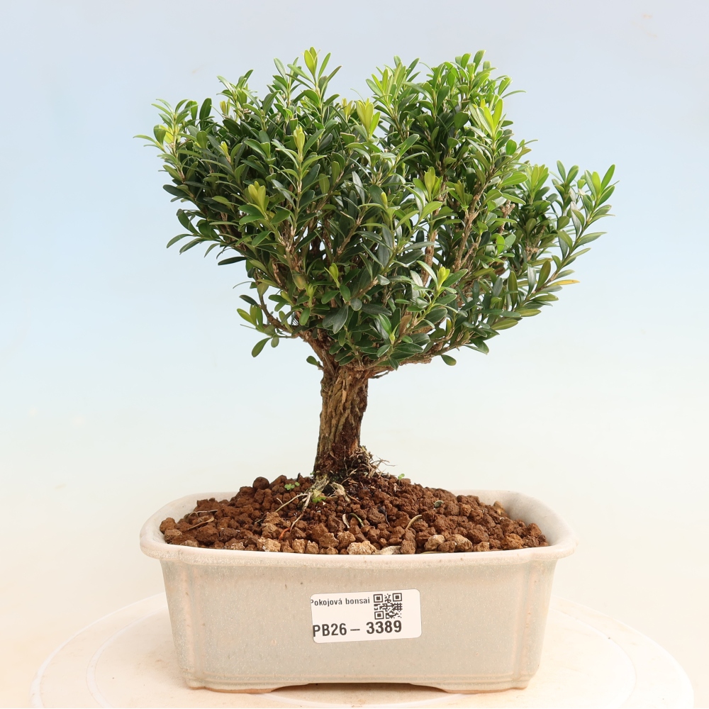 Kamerbonsai - Buxus harlandii - kurk buxus