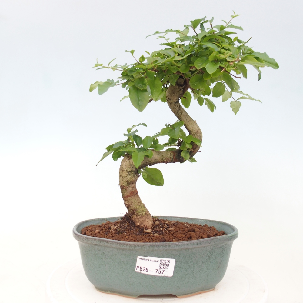 Kamerbonsai -Ligustrum chinensis - Vogelsnavel