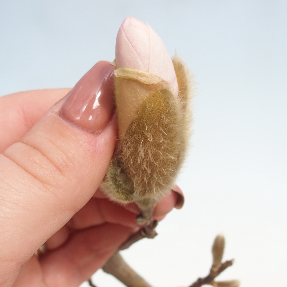 Bonsai voor buiten - Magnolia stellata