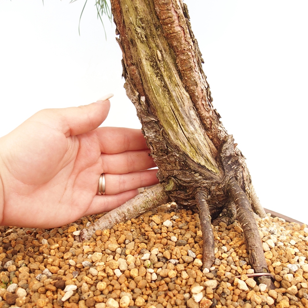 Bonsai voor buiten - Pinus thunbergii - Thunberg den