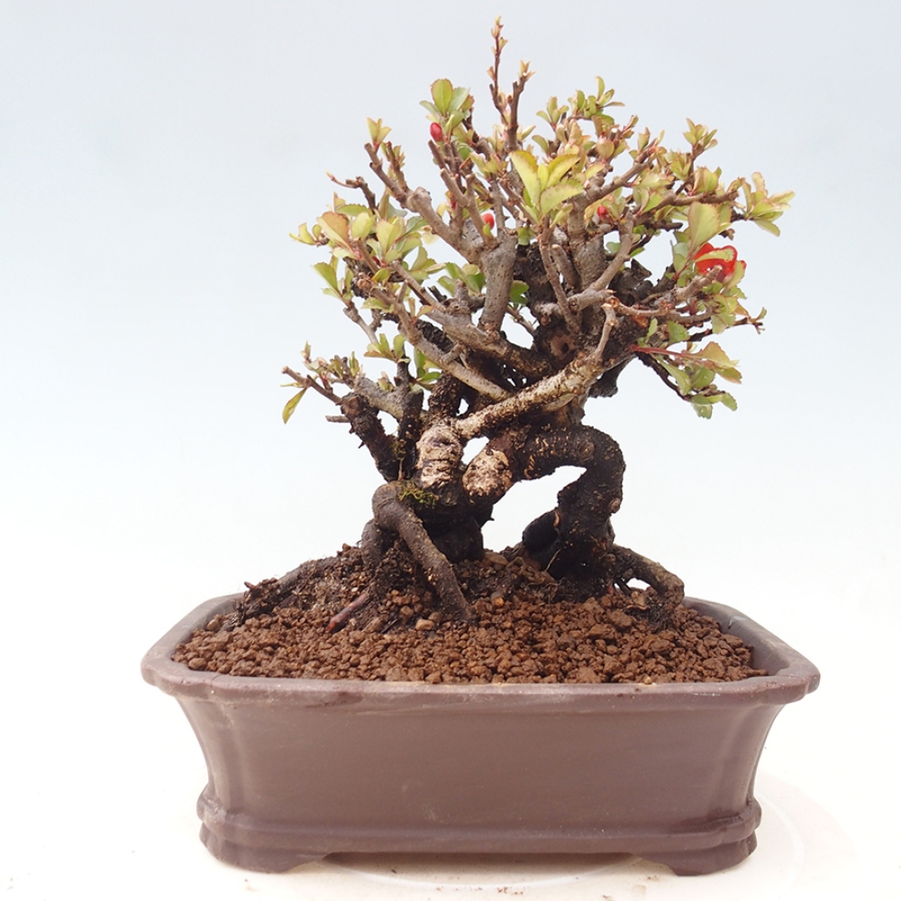 Bonsai voor buiten - Chaneomeles speciosa - Kweepeer