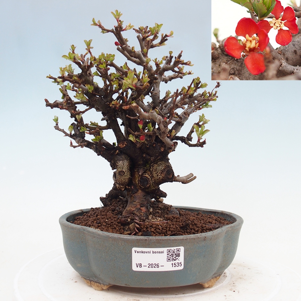 Bonsai voor buiten - Chaneomeles speciosa - Kweepeer