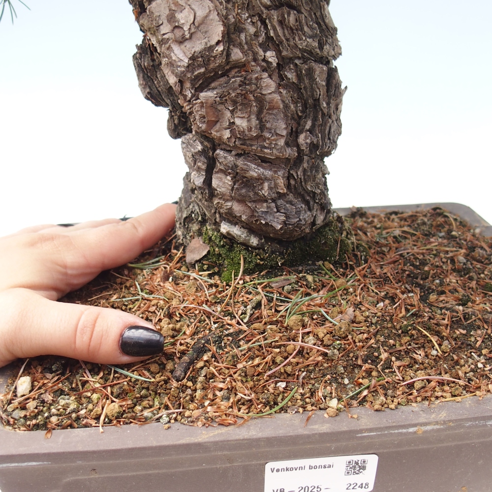 Bonsai voor buiten - Pinus parviflora - Pinus parviflora