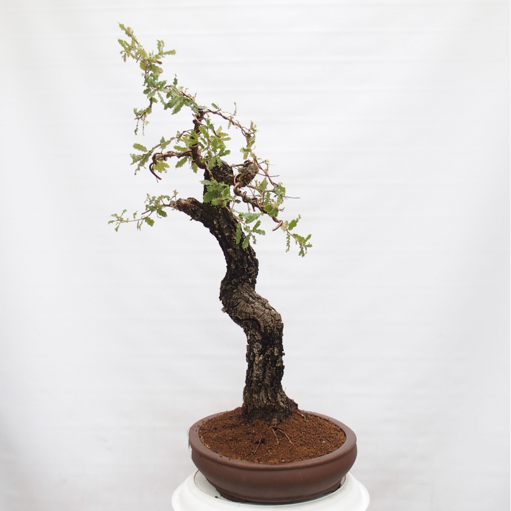 Yamadori - Quercus Ilex -Oakhulst
